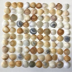 Seashells 100 Bittersweet Clam Shells 3/4” to 1” Natural Beach Decor Arts Crafts